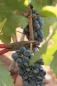Preview: Lucale Primitivo 2023