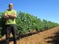 Preview: Pardevalles Albarin