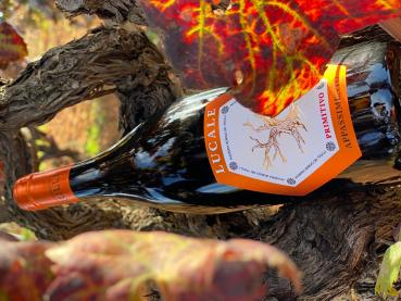 Lucale Primitivo 2023