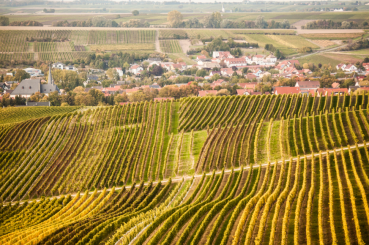 Weingut Flick Chardonnay
