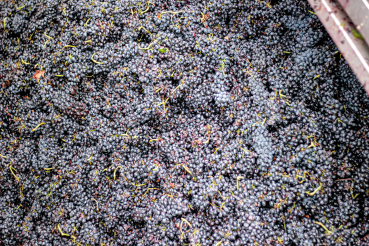 Preview: The Wanted Zin - Zinfandel