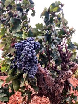 Preview: Domaine Lafage La Caumette