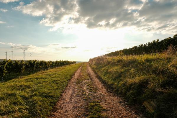 Weingut Geil Weissburgunder