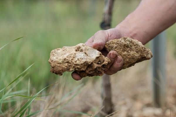 Weingut Geil Chardonnay Bechtheim